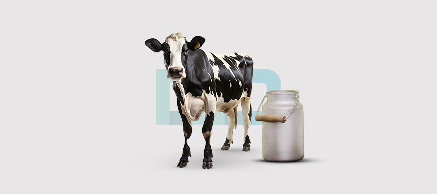 تمليك بقرة حلوب